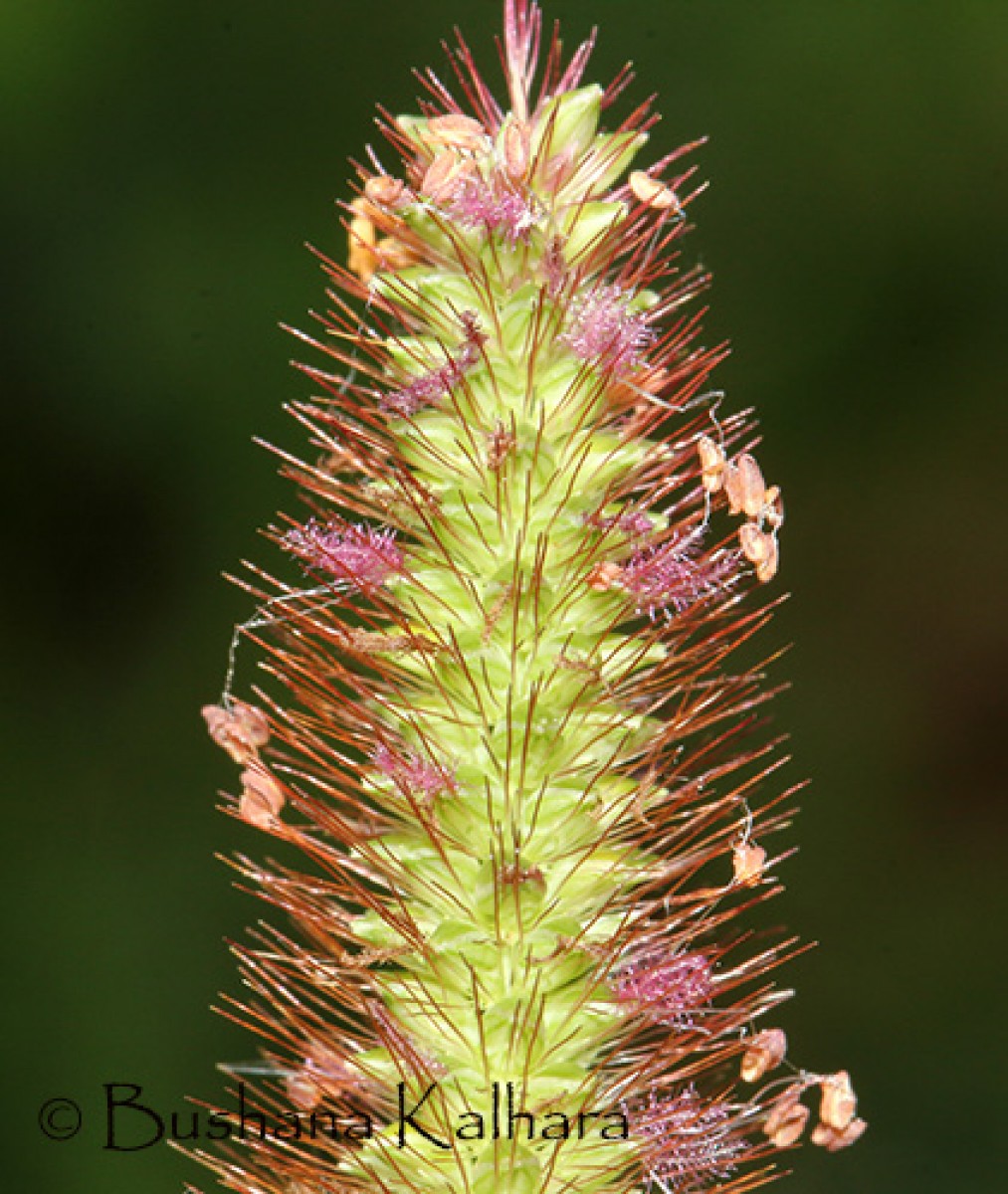 Setaria parviflora (Poir.) Kerguélen